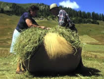 Raccolta del fieno