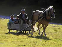 Carretto trainato da cavallo